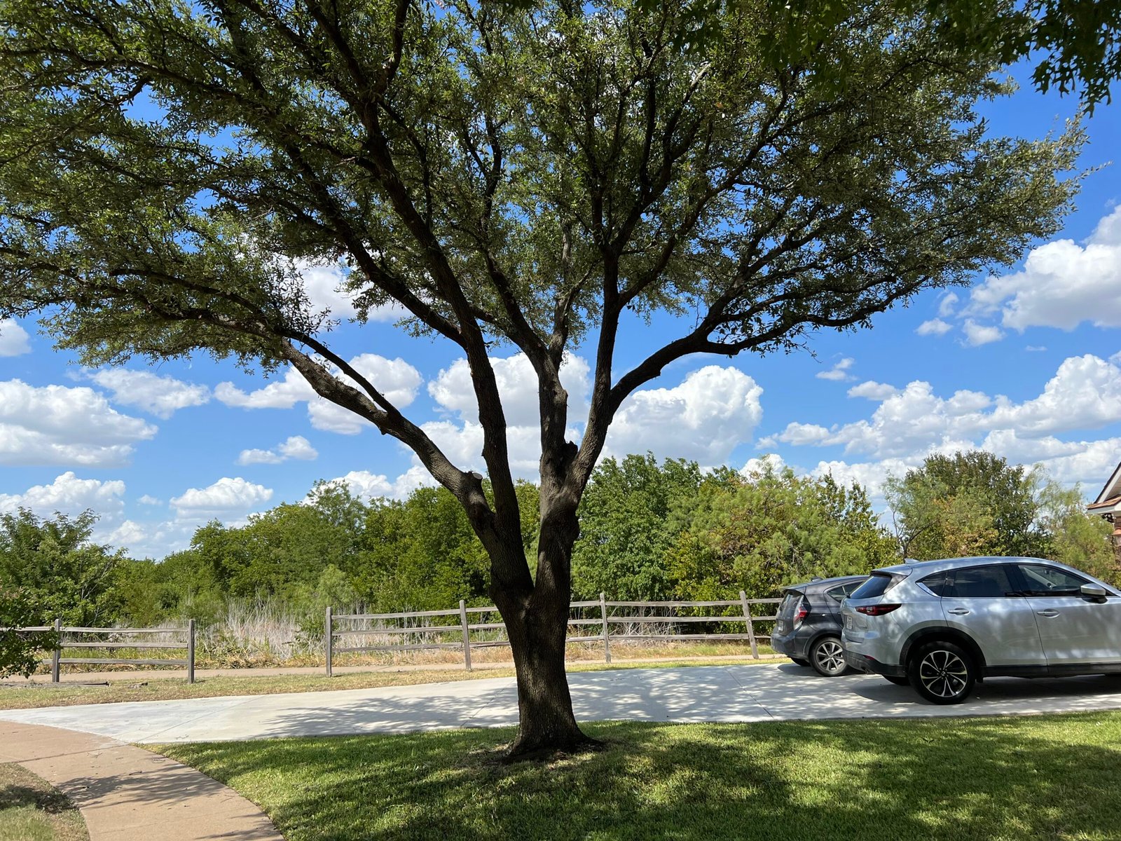 Get the Best Tree Services in Arlington, Texas Veterans Tree Service