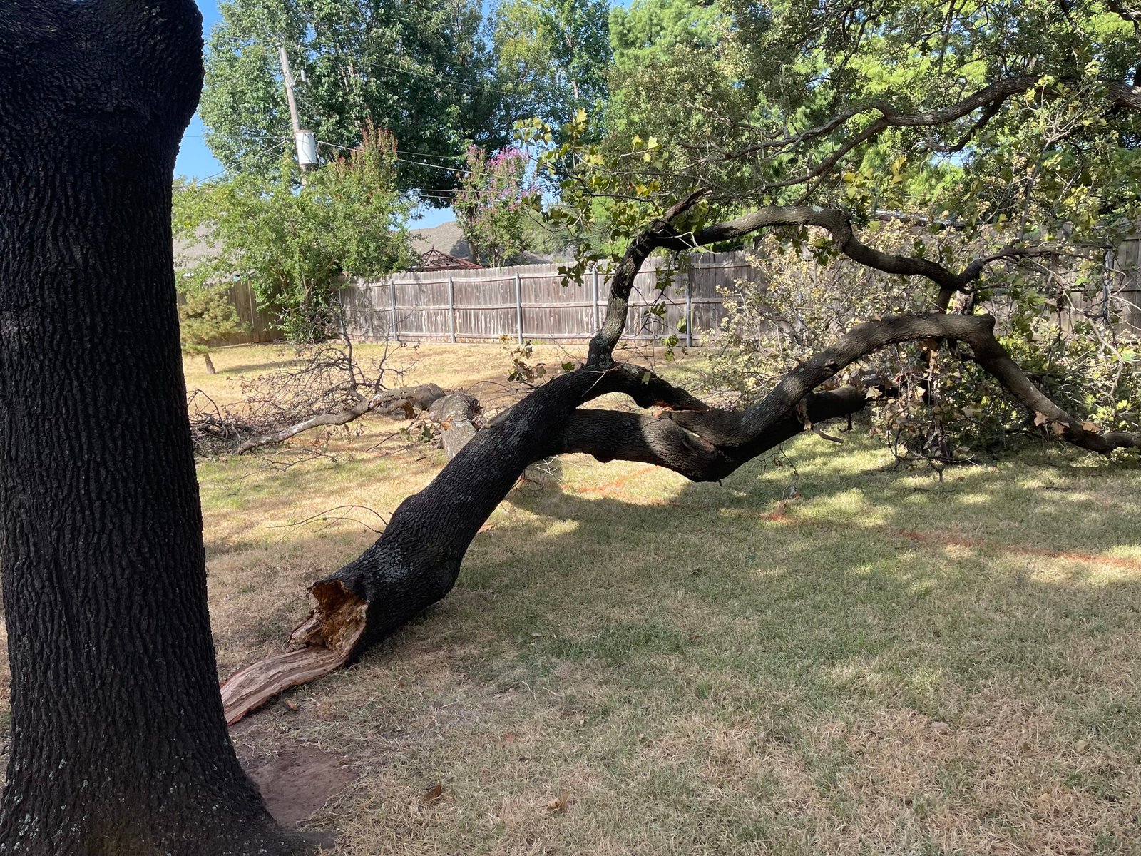 Oak Trees in North Texas Spotting a Dying or Sick Tree Veterans Tree
